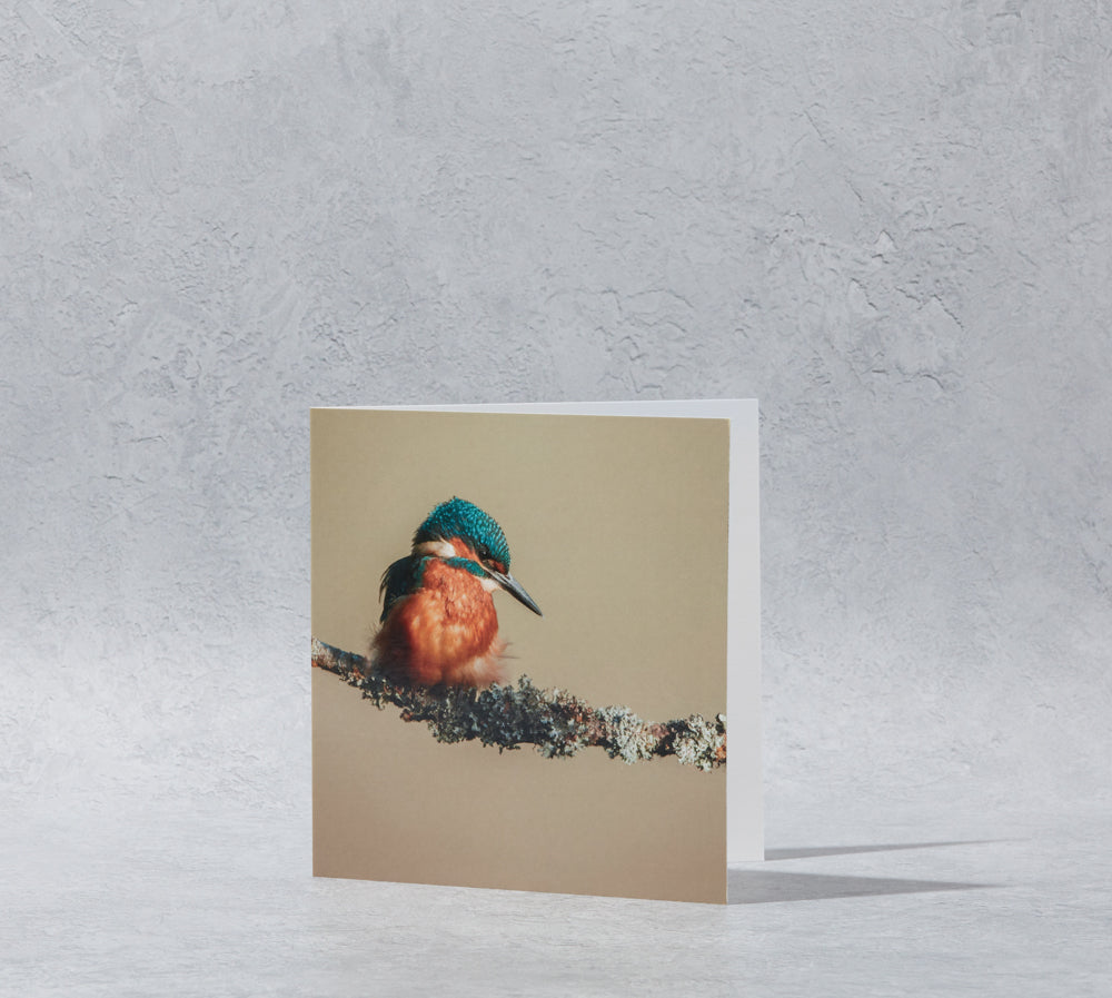 Kingfisher Beige background Greeting Card