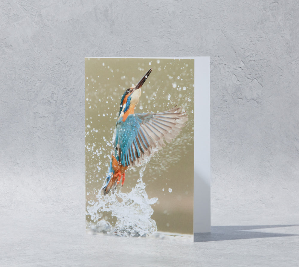 Diving Kingfisher Greeting Card