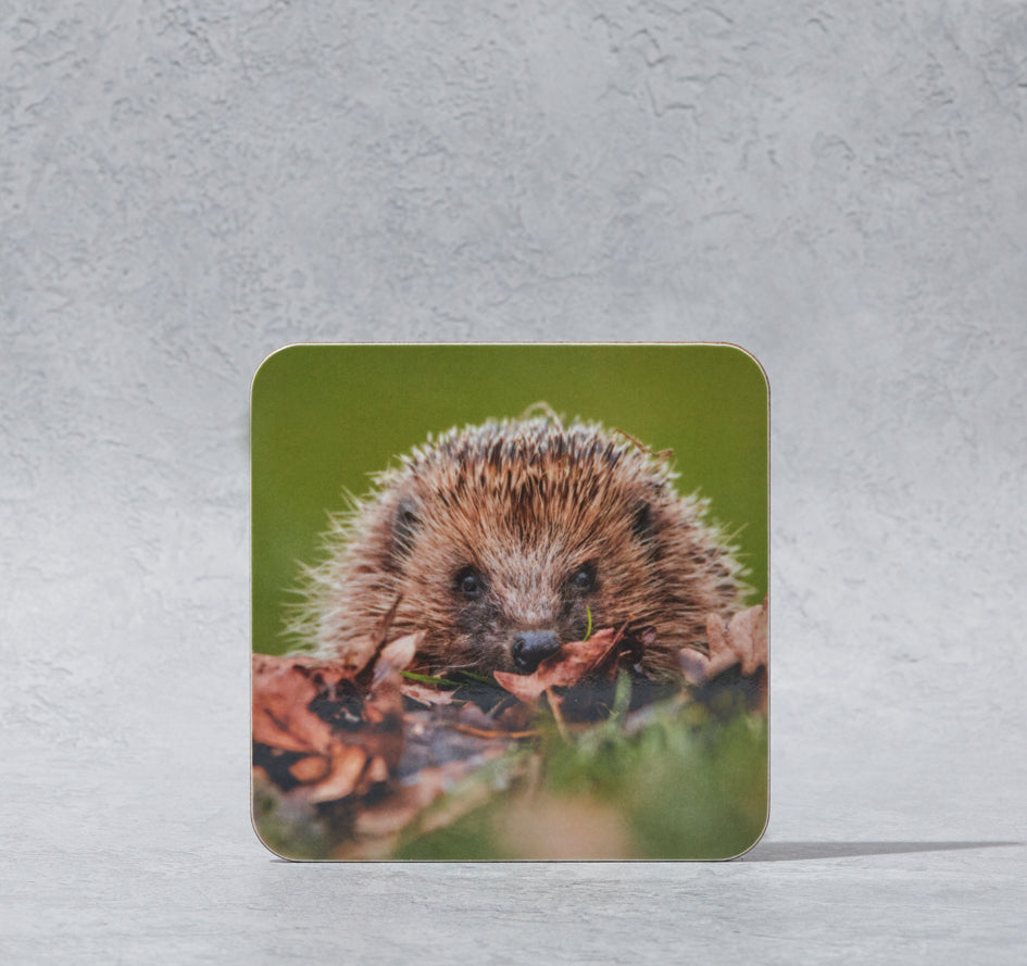 Hedgehog Coaster
