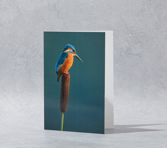 Kingfisher on reed Greeting Card