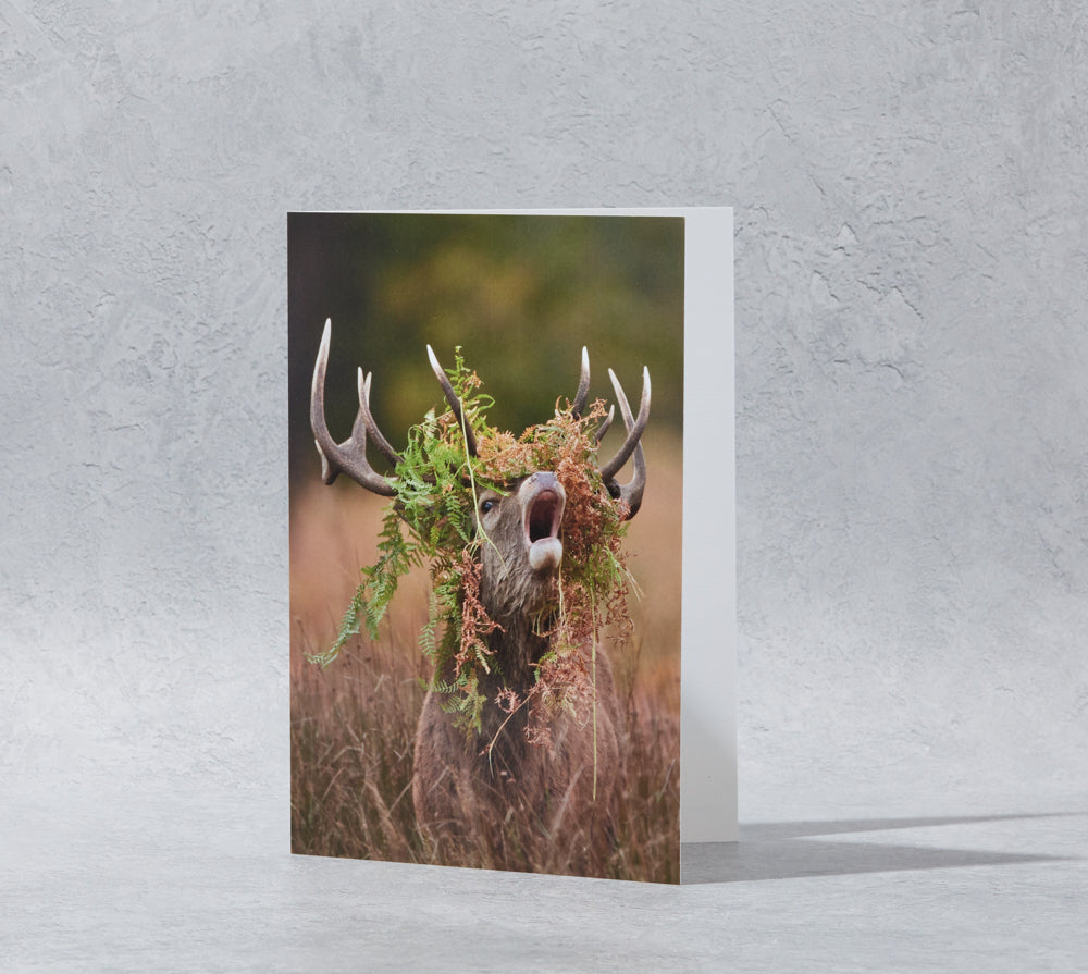 Red Deer Greeeting Card