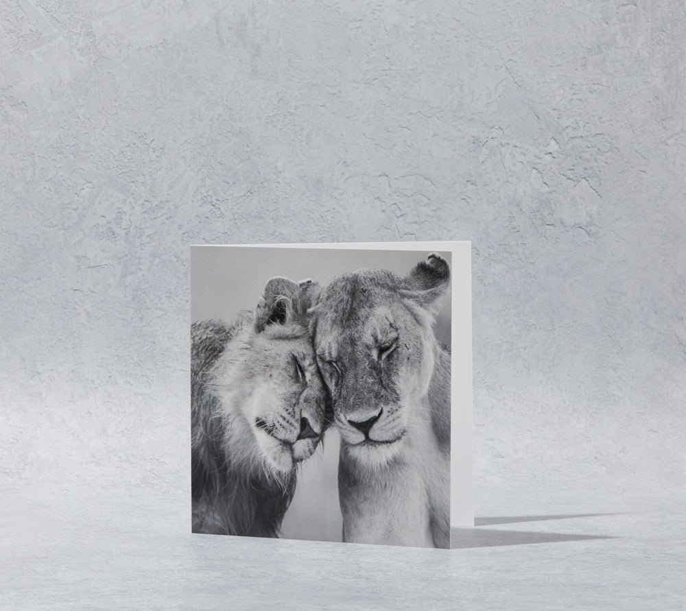 Lions Greeting Card